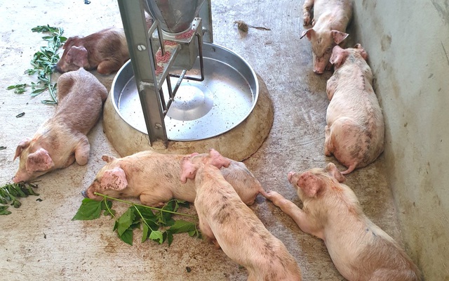 Lợn nuôi chết hàng loạt vì dịch tai xanh, nhiều chủ trang trại tố do công ty bán lợn giống