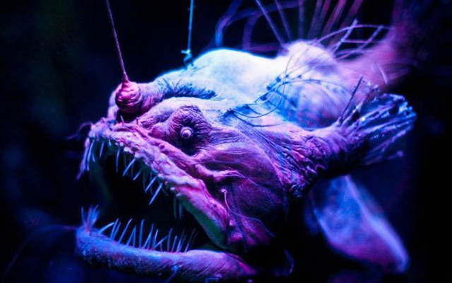 Cận cảnh 'dung nhan' sinh vật dưới biển sâu có thể khiến bạn hết hồn!