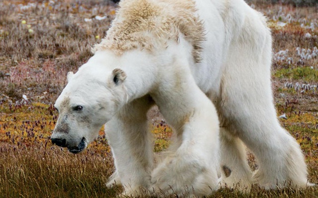 Tin cực xấu: Thời điểm gấu trắng Bắc Cực có thể tuyệt chủng hoàn toàn đã được xác định, và nó gần hơn chúng ta tưởng rất nhiều