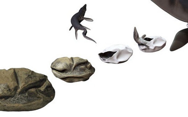 Phát hiện trứng hóa thạch lớn nhất trong thời đại khủng long, nó có thể đến từ một loài bò sát cổ đại chuyên ăn thịt cá mập