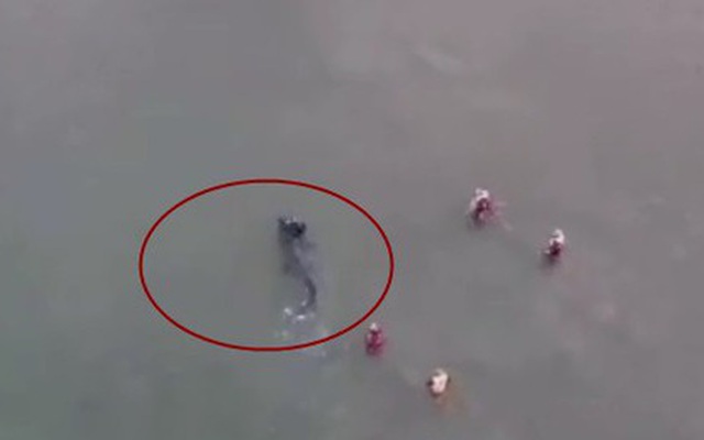 Video ghi cảnh cá mập bơi sát bờ biển Yorkshire (Anh)