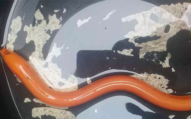 Hà Tĩnh: Tóm được con lươn vàng quý hiếm khi đi bắt ốc bươu vàng