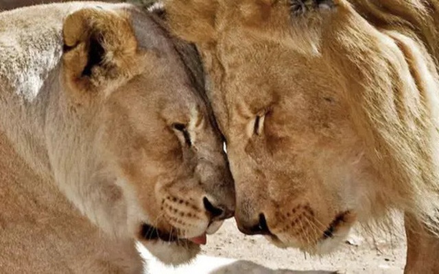 Cặp sư tử già cỗi được an tử cùng lúc để không con nào phải nếm trải nỗi cô đơn trên cuộc đời