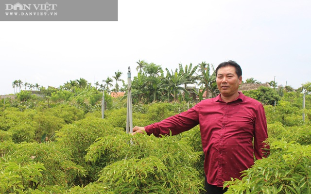 Nam Định: Trồng hàng vạn cây "sâm người nghèo" mà thành đại gia của làng
