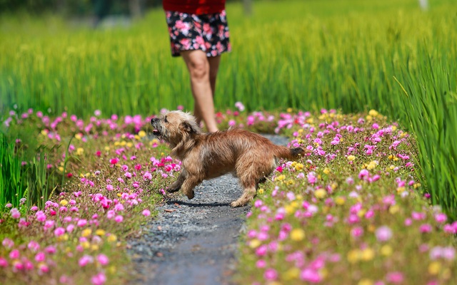 [Ảnh] Con đường hoa mười giờ len lỏi giữa đồng lúa xanh đẹp như tranh ở Sài Gòn