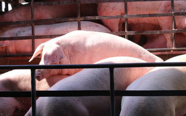 Giá lợn hơi lao dốc mạnh, người chăn nuôi vừa tái đàn đã thua lỗ nặng