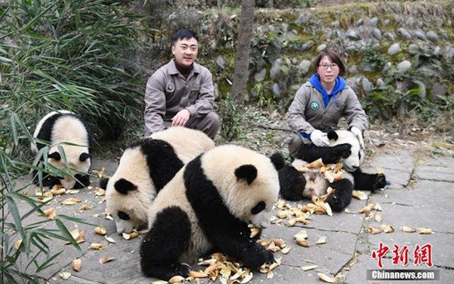 [VIDEO] "Nhà trẻ" nuôi dưỡng gấu trúc ở Tứ Xuyên, Trung Quốc