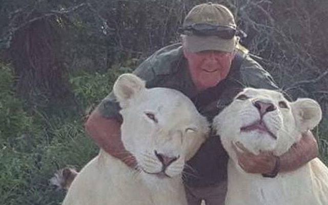 Sinh nghề tử nghiệp: Cả đời cống hiến cho động vật hoang dã, nhà bảo tồn bất ngờ bị đôi sư tử trắng quý hiếm mình nuôi cắn chết