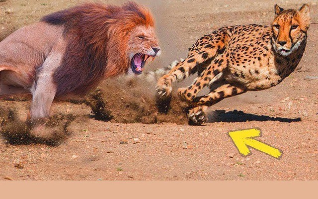 Báo Cheetah nhận cái kết thảm trong hàm sư tử