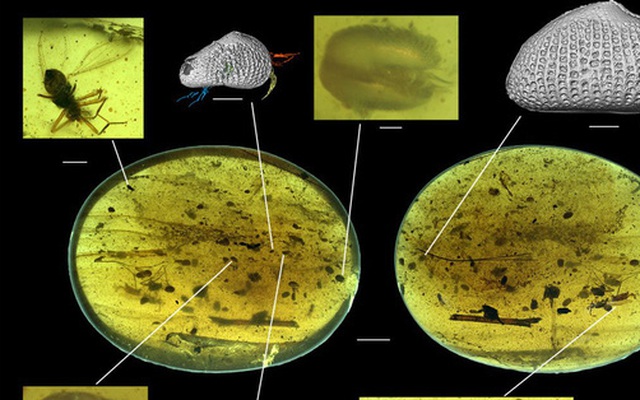 Trong miếng hổ phách này là tế bào tinh trùng khổng lồ to hơn cả "khổ chủ", lâu đời nhất thế giới động vật với niên đại 100 triệu năm
