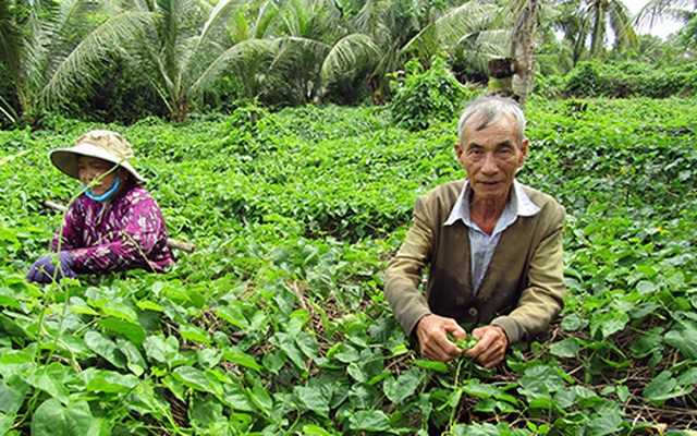 "Trồng chơi, ăn thật", đôi vợ chồng thoát nghèo nhờ loại cây đem lại nửa triệu đồng mỗi ngày