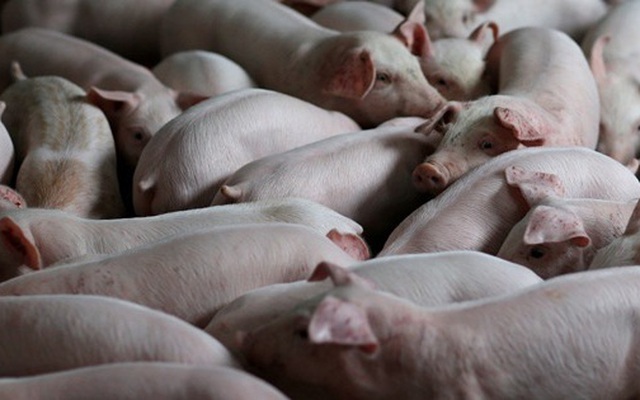 Các nhà khoa học Trung Quốc biến đổi gen lợn để ghép nội tạng cho người
