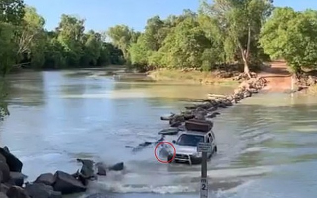 Tài xế vô tình “cán” qua cá sấu ở “khúc sông tử thần” Cahills Crossing (Australia)
