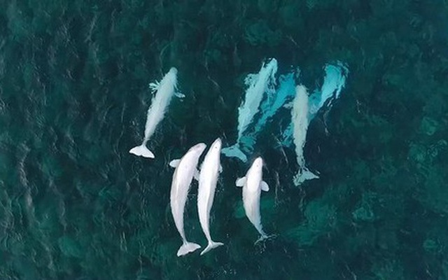 Video: Cuộc di cư của hơn 800 con cá voi Beluga
