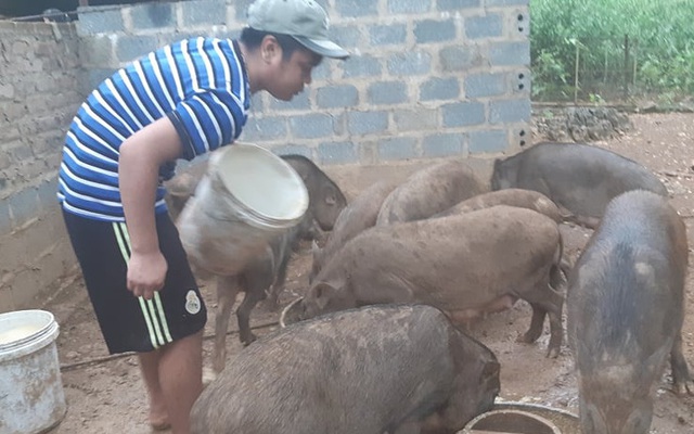 Lợn rừng giá "trên trời" 150.000 đồng/kg mà khách vẫn mua tơi tới, lợn giống cũng "cháy hàng"