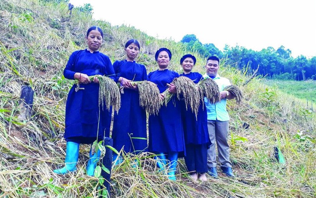 Độc đáo gạo 'quên chồng'