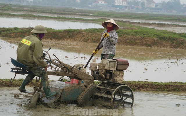 Người dân xuống ruộng làm mùa giữa trời rét 'cắt da, cắt thịt'