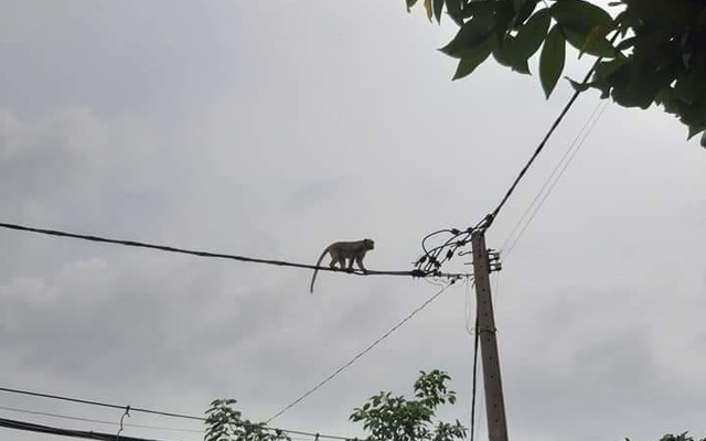 TPHCM: Lên phương án vây bắt đàn khỉ hoang 'đại náo' khu dân cư