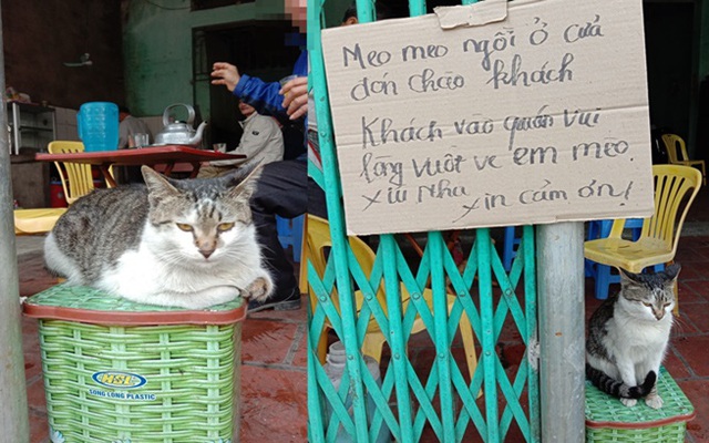 Con mèo "khó ở" ngồi chễm chệ trước quán ăn khiến chủ phải viết ngay biển cảnh báo, ai đọc cũng buồn cười