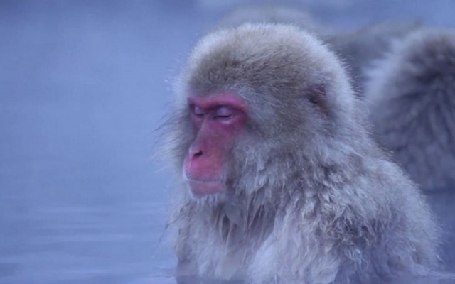 Khoảnh khắc “thư thái” của khỉ tuyết khi ngâm mình trong suối nước nóng