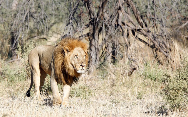 Cận cảnh màn nội chiến kịch liệt của bầy sư tử