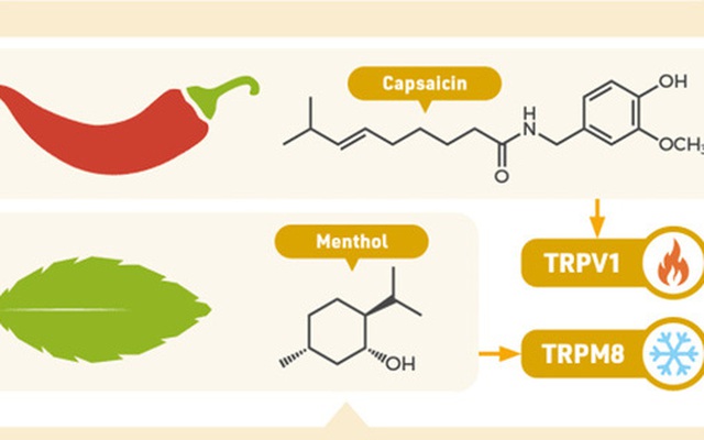 Ăn ớt thì nóng, ăn bạc hà thì mát: Giải thích được tại sao lại vậy thì bạn xứng đáng nhận giải Nobel