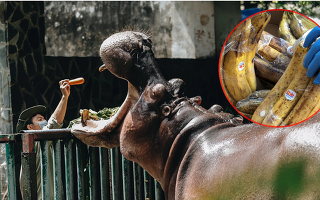 Thảo Cầm Viên Sài Gòn được AEON Việt Nam hỗ trợ thực phẩm cho bầy thú: 2 đợt/tuần, mỗi đợt khoảng 200kg