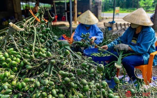 Kiếm nửa tỷ đồng nhờ luộc, sấy cau bán cho thương lái Trung Quốc