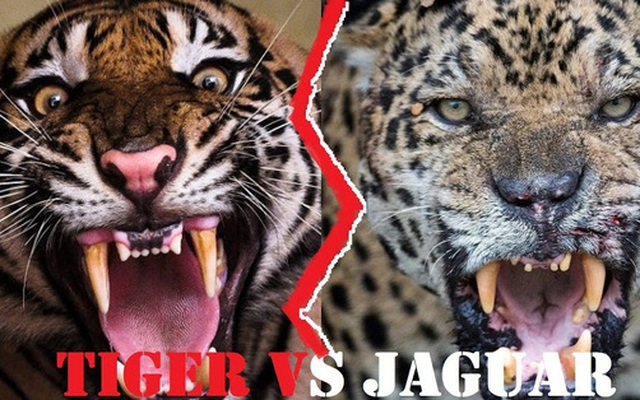 Báo đốm, loài báo to lớn nhất và hổ Sumatra, loài hổ nhỏ bé nhất, loài nào mạnh hơn?