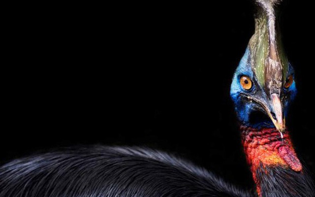 Loài chim nguy hiểm nhất thế giới được con người nuôi cách đây 18.000 năm