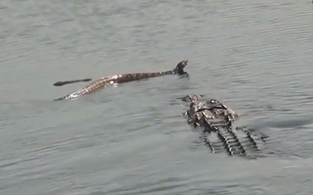Clip: Cá sấu “xơi tái” rắn độc khổng lồ