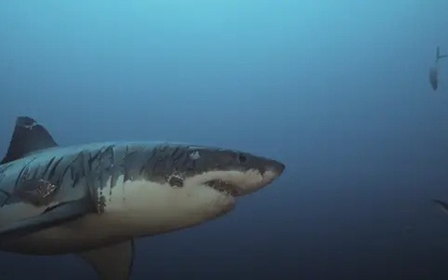 Clip: Cận cảnh chú cá mập trắng khổng lồ với hàng trăm vết sẹo "giang hồ" nhất đại dương