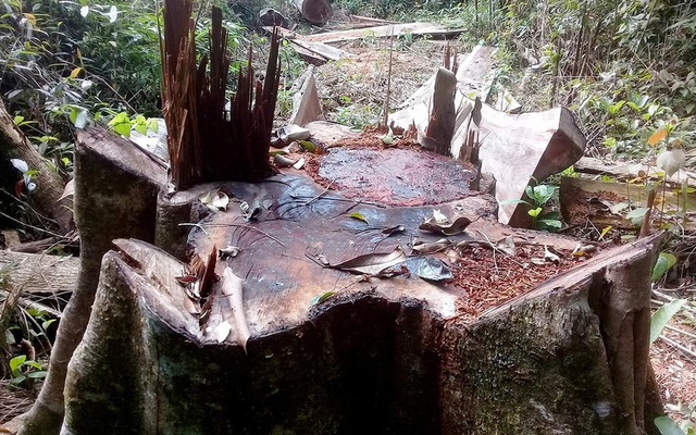 Lâm tặc vào phá rừng Vườn Quốc gia Kon Ka Kinh trong lúc 9 cán bộ đi cách ly