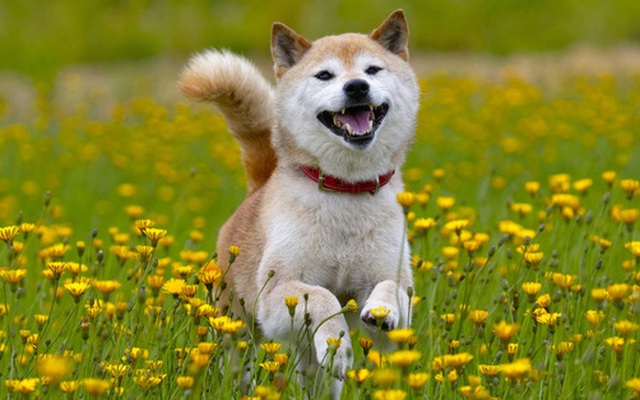 Cơn sốt kỳ lạ 'ảo mà thật': 'Coin chó' tăng gần 800% trong 1 tháng, người người nhà nhà đổ xô tìm nuôi cún Shiba Inu
