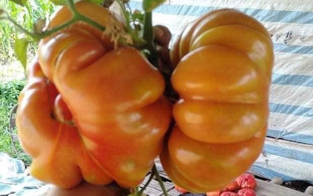 "Cà chua thế hệ 7x - 8x", nhìn đã xấu lại còn đắt gấp 3 cà chua thường nhưng vẫn hút khách mùa dịch