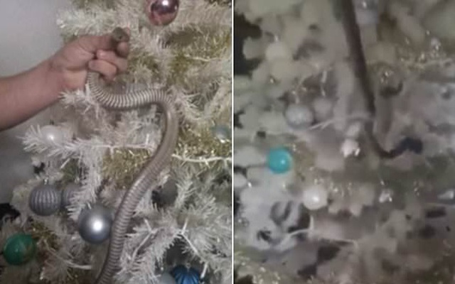 Kinh hãi phát hiện dây kim tuyến quấn quanh cây thông Noel là một con rắn