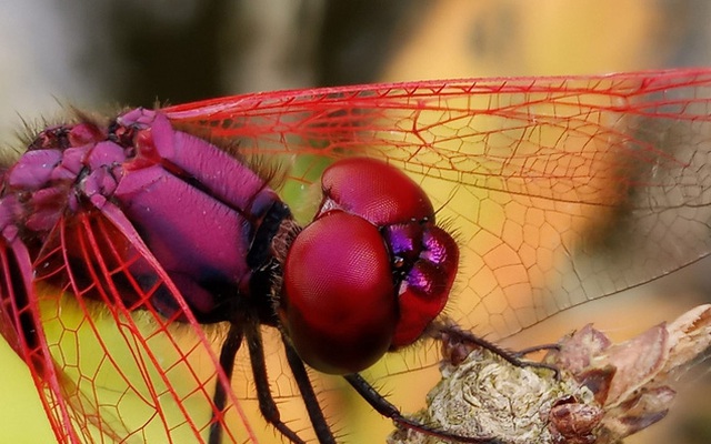 BKAV tung loạt ảnh chụp bằng Bphone giá rẻ, mạnh dạn so sánh với máy ảnh Sony full-frame