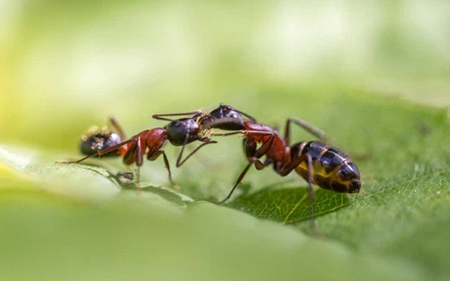 Miệng kề miệng, loài kiến không hôn nhau mà đang "nôn" vào miệng nhau để hình thành quan hệ xã hội