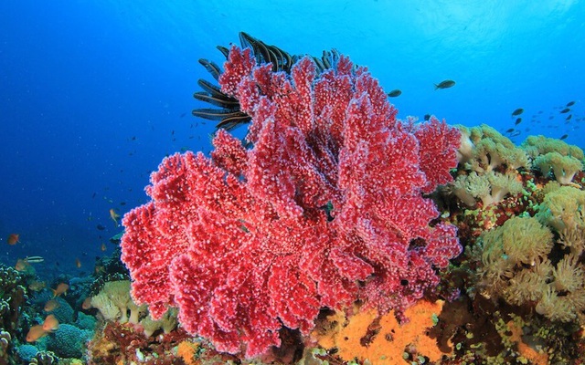 Tiếng 'kêu cứu' từ các rạn san hô phía Tây Ấn Độ Dương