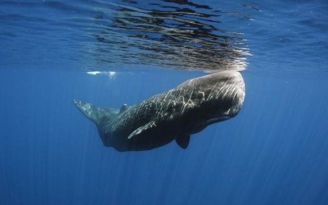 Hy hữu phát hiện cá voi sát thủ ngoài khơi bờ biển Jamaica
