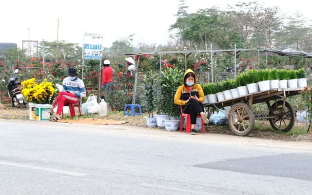 [Ảnh] Vắng người mua, giá hoa Tết tại huyện Mê Linh giảm gần 50%