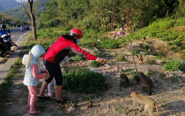 Hàng loạt tai nạn thương tâm, người dân Đà Nẵng vẫn vặc lại BQL Bán đảo Sơn Trà khi bị nhắc nhở "chiều hư" đàn khỉ