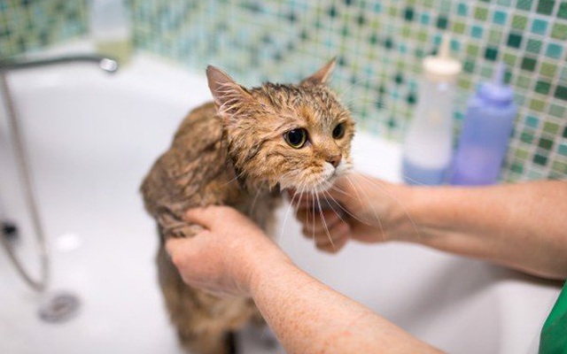 Khoa học lý giải 5 thắc mắc phổ biến nhất về chó mèo: Vì sao mèo sợ nước, chó thích ‘ngửi mông’ đồng loại?
