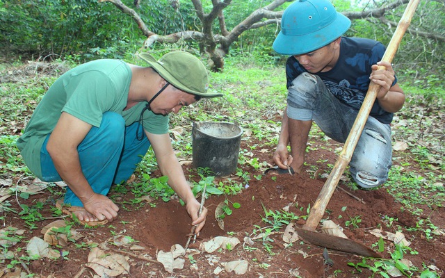 Săn bọ cạp như bắt cào cào ở đại ngàn Tây Nguyên