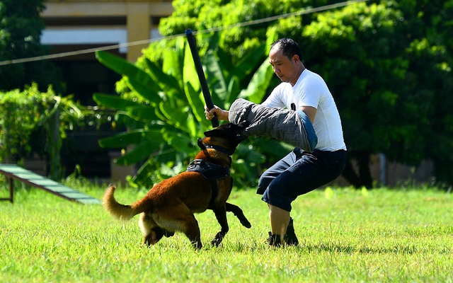 Chùm ảnh: Huấn luyện 'trợ thủ' chiến đấu của lực lượng 'quân hàm xanh'