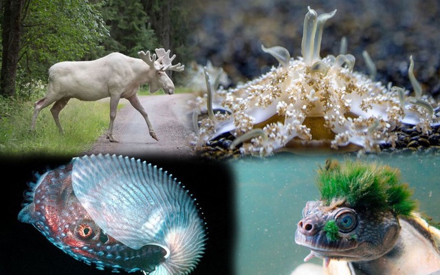 1001 thắc mắc: Những loài động vật nào ‘hiếm có, khó tìm’ trên Trái Đất?