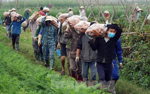 Vào vựa rau lớn nhất Chí Linh sau khi gỡ lệnh phong tỏa