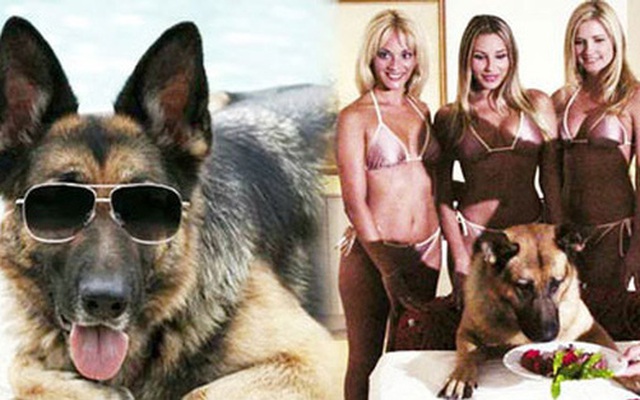 Gia tộc chó giàu nhất hành tinh: Tài sản 400 triệu USD,  sở hữu tập đoàn riêng, biệt thự 7000 mét vuông chạy mỏi chân