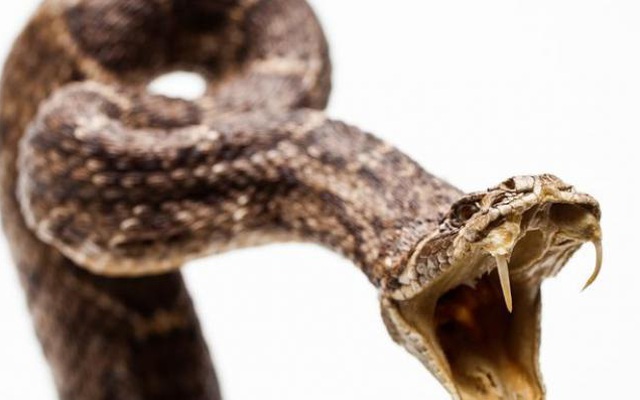 Con người tiềm ẩn khả năng phun nọc độc như rắn?