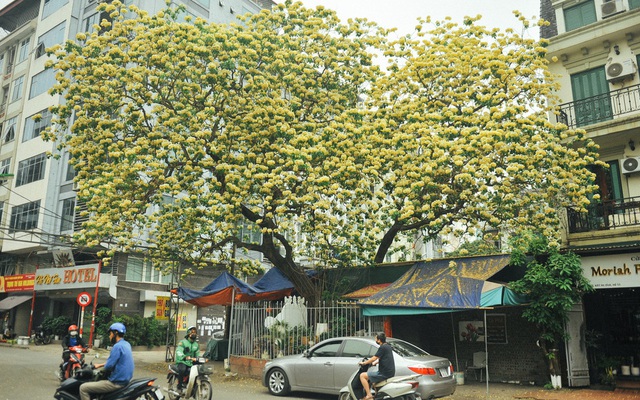 Cây bún 300 năm tuổi độc nhất ở Hà Nội nở bung khoe sắc
